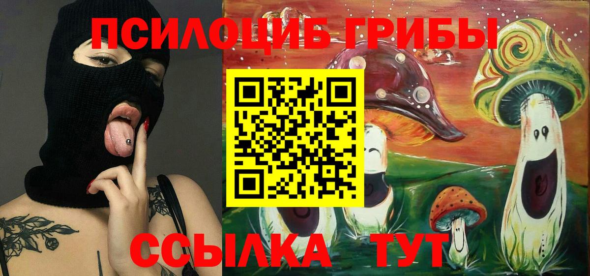 Галлюциногенные грибы Psilocybe Бердск